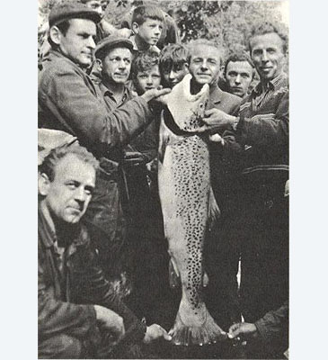 Record photograph for Salmo trutta fario